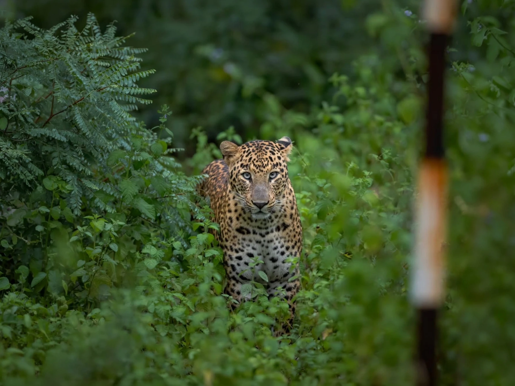 Panna Tiger Safari — Madhya Pradesh
