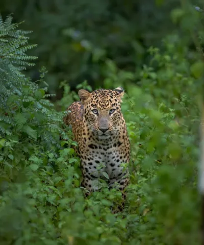 Pench