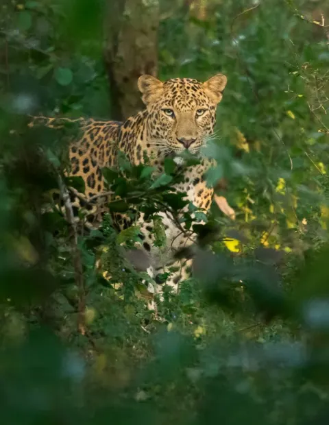 Gir Lion Safari — Short Break — Gujarat