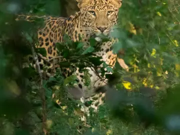 Indian leopard watching from behind leaves