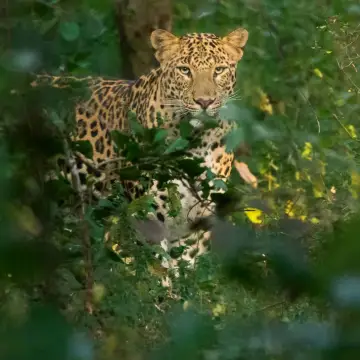 Indian leopard watching from behind leaves