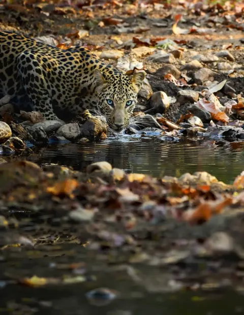 Bor Tiger Safari — Maharashtra