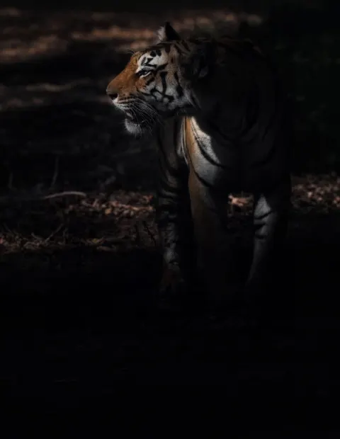 Bor Tiger Safari — Short Break — Maharashtra
