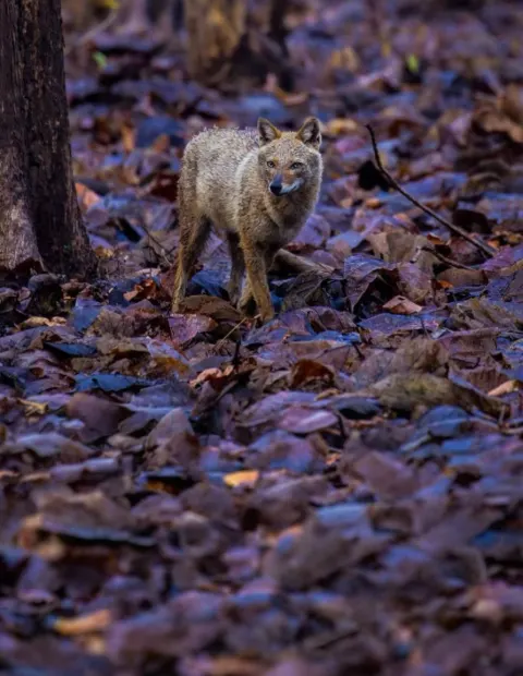Gir Lion Safari — Extended Safari — Gujarat