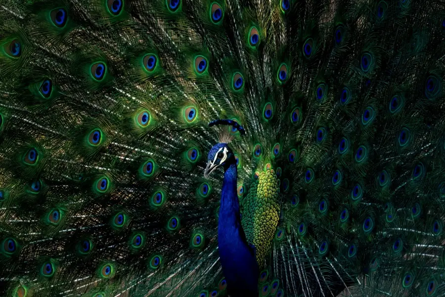 Indian peafowl displaying in the forest