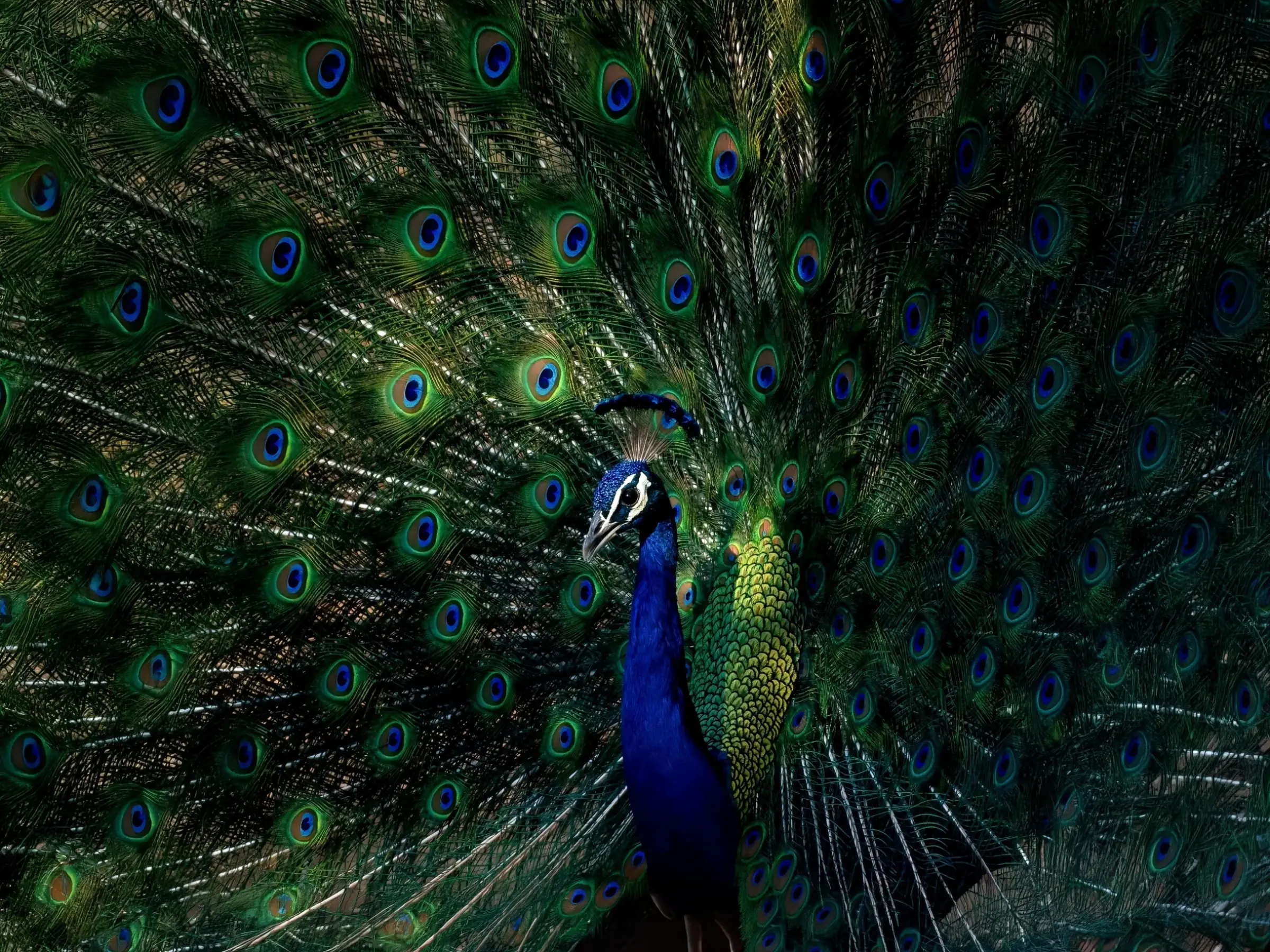 Peacock fanning its tail in the forest