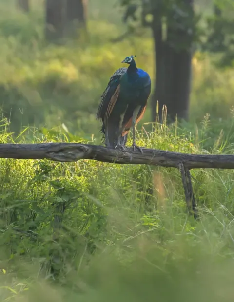 Bor Tiger Safari — Short Break — Maharashtra