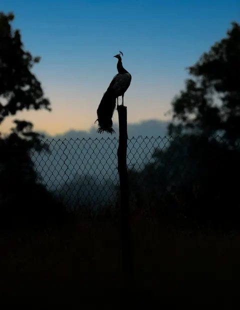 Kanha National Park Safari — Madhya Pradesh