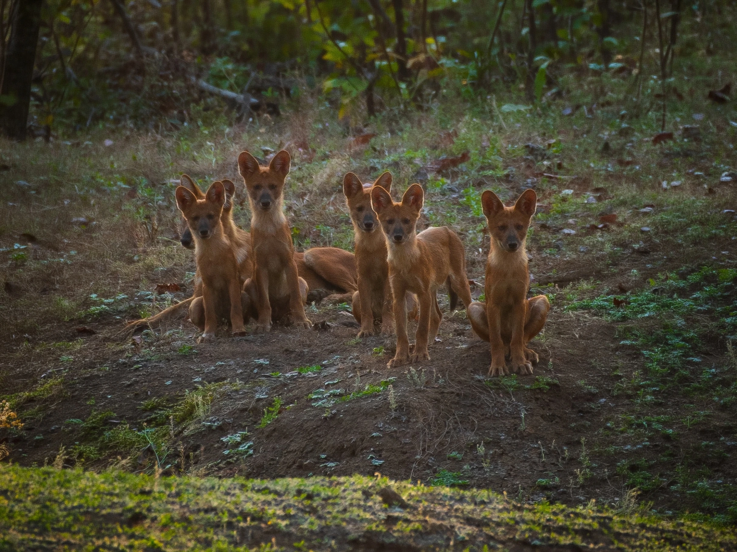 Indian wild dogs in the wild
