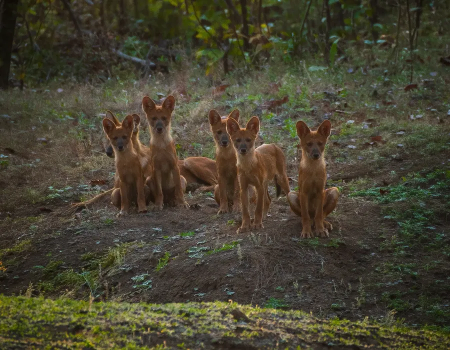 A pack of dhole, or Indian wild dogs, at Satpura Tiger Reserve