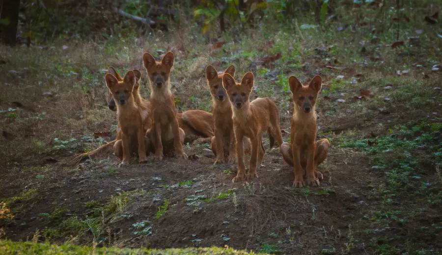 Central India wildlife 2