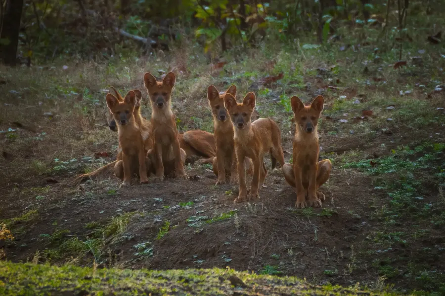 Pack of dhole (Indian wild dogs) on the move
