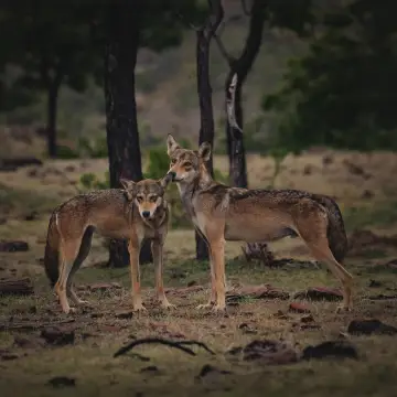 Indian Wild Dog (Dhole)