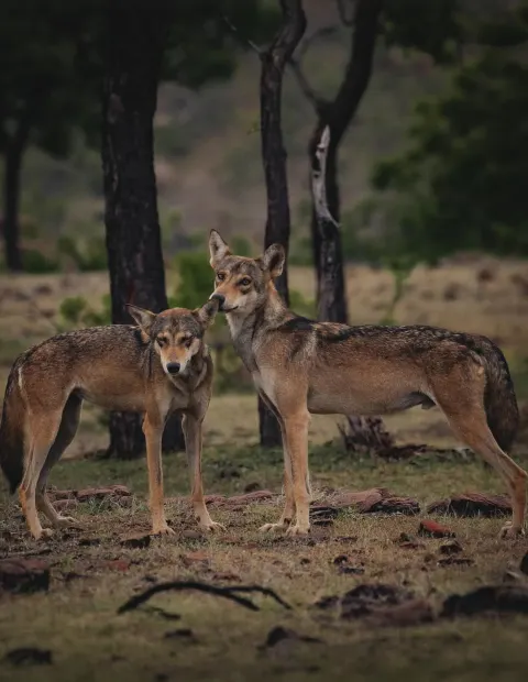 Pench Tiger & Wildlife Safari — Weekend Getaway — Madhya Pradesh