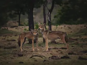 Indian wild dog (dhole)