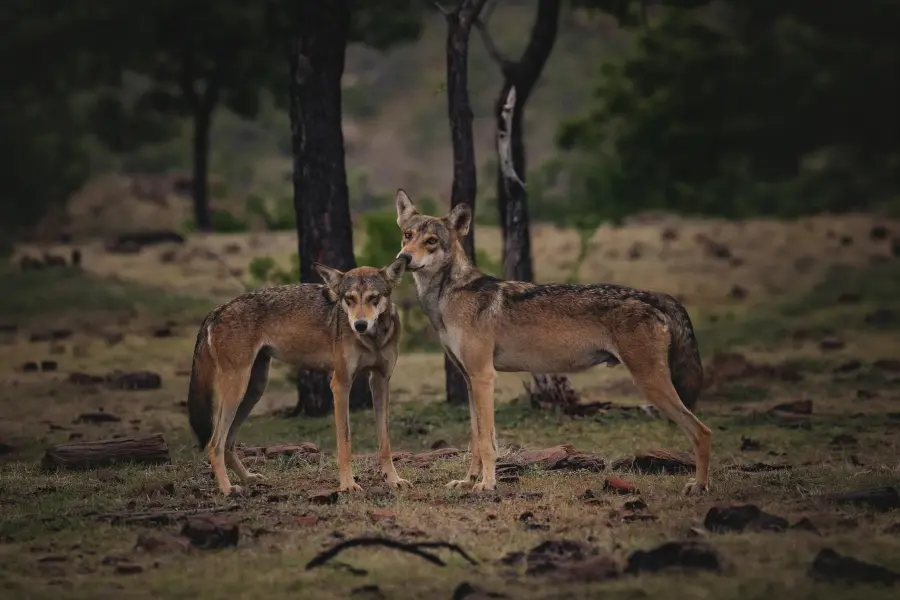 Dhole pack alert on the hunt