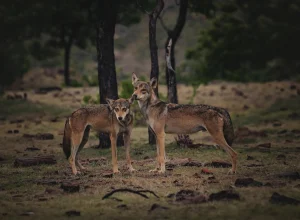 Bandhavgarh wildlife — 2-day itinerary