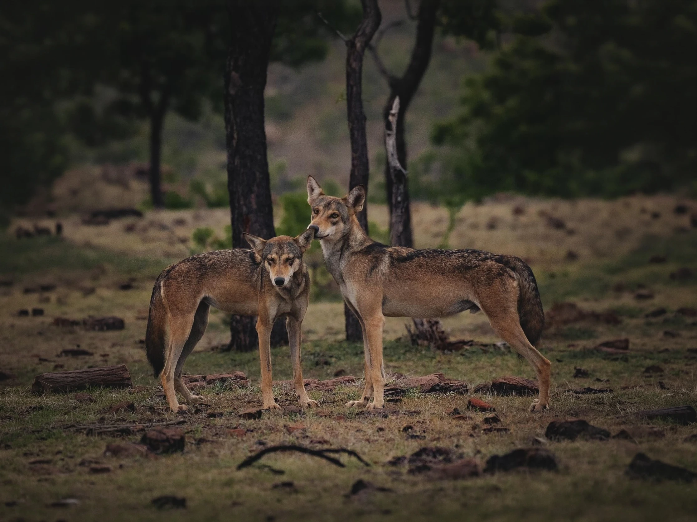 Wildlife in the forest