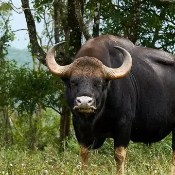 Indian Gaur