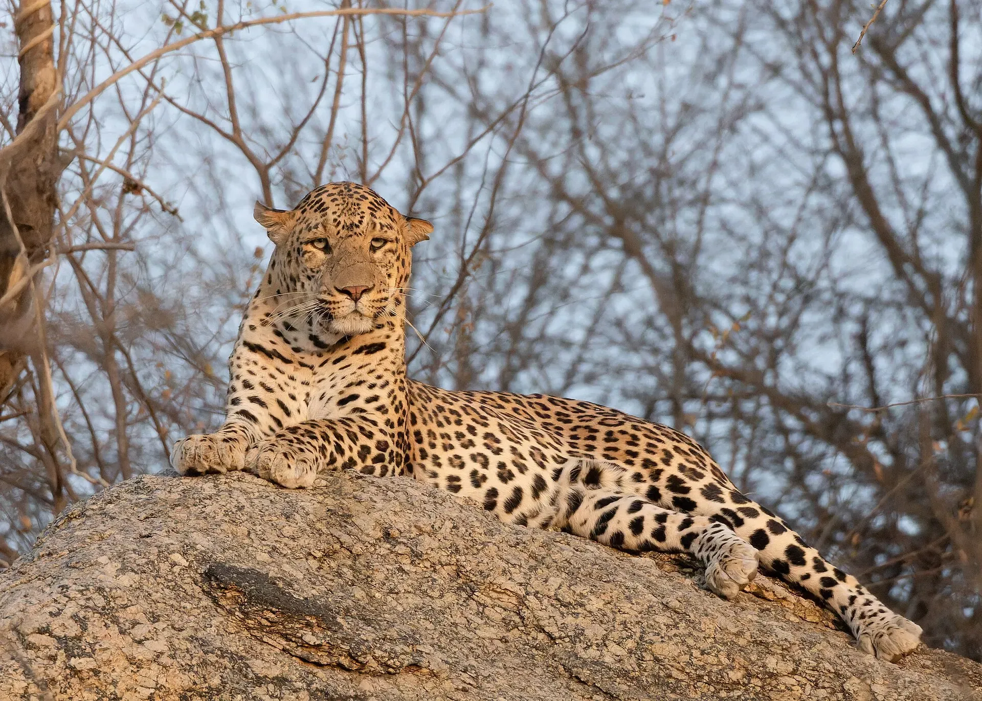 Leopard resting on a granite boulder in Jawai, Rajasthan