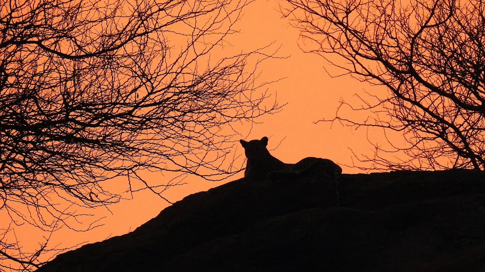 Leopard silhouetted on a granite hill at sunset in Jawai, Rajasthan