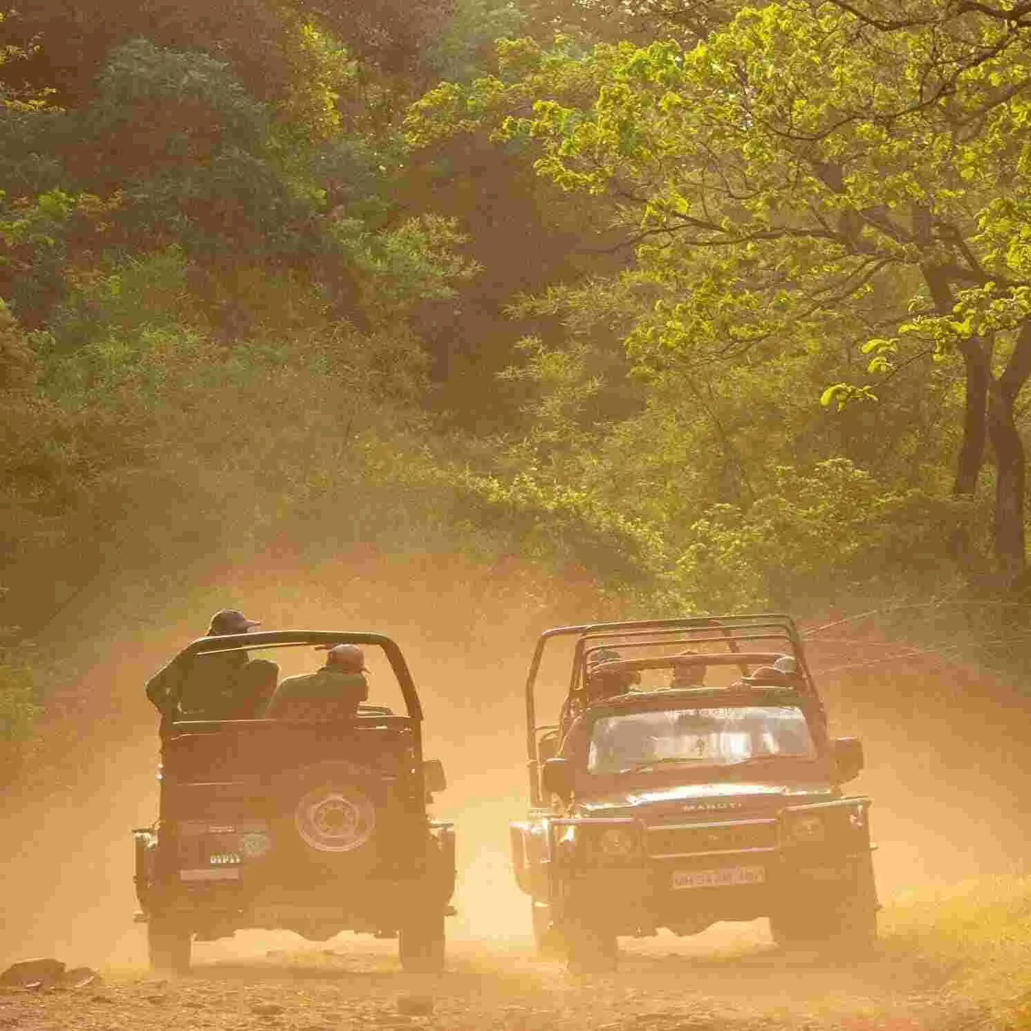 Safari vehicles kicking up dust on a Tadoba track