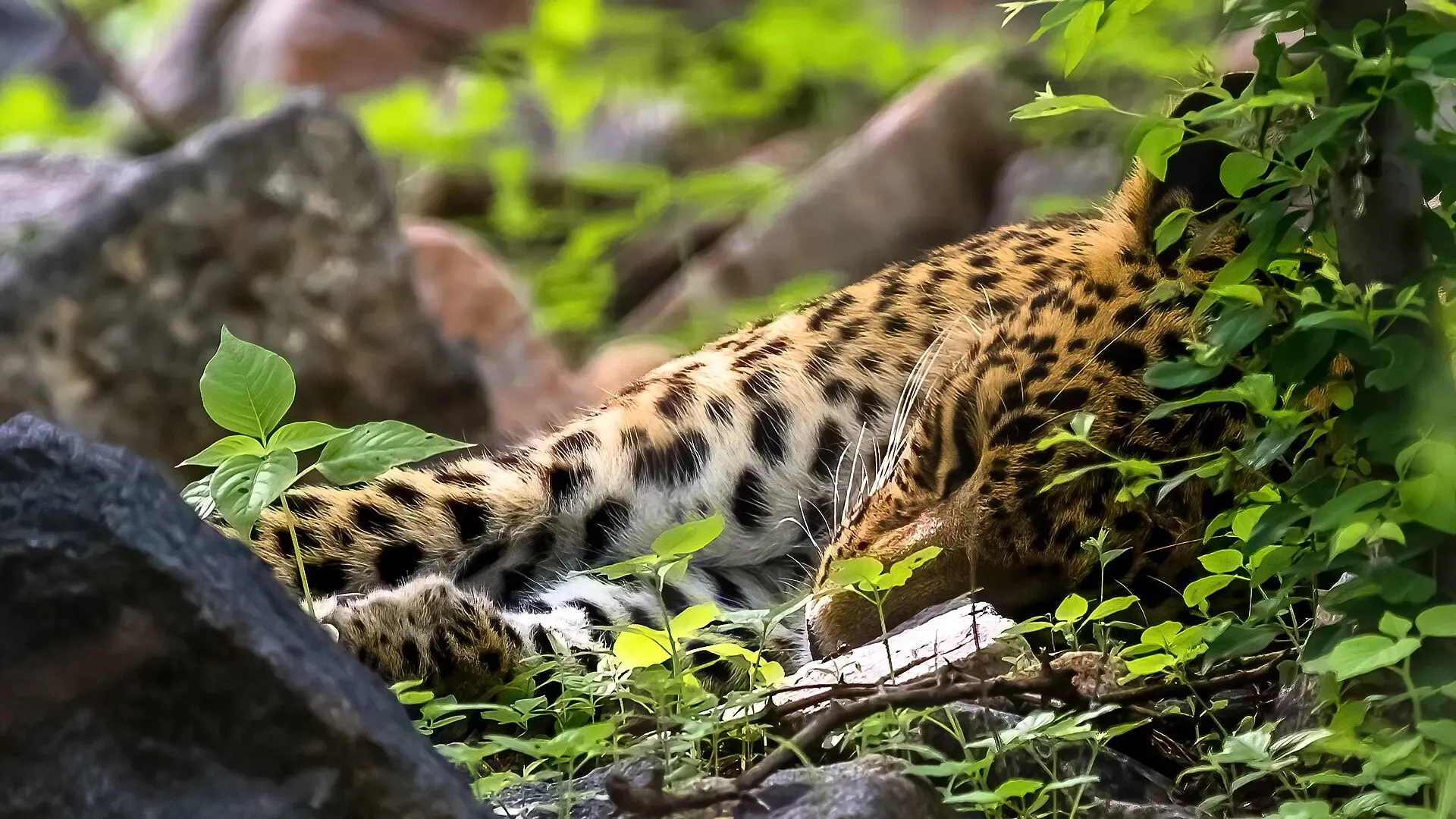 Leopard resting among rocks in Jhalana, Jaipur
