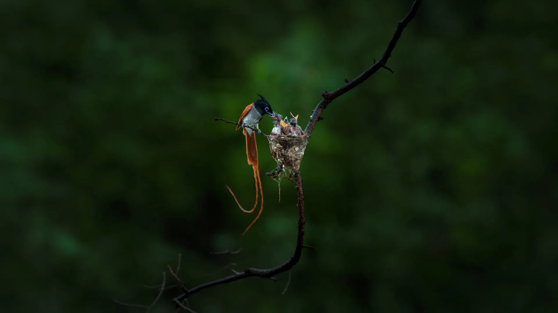 Jhalana safari