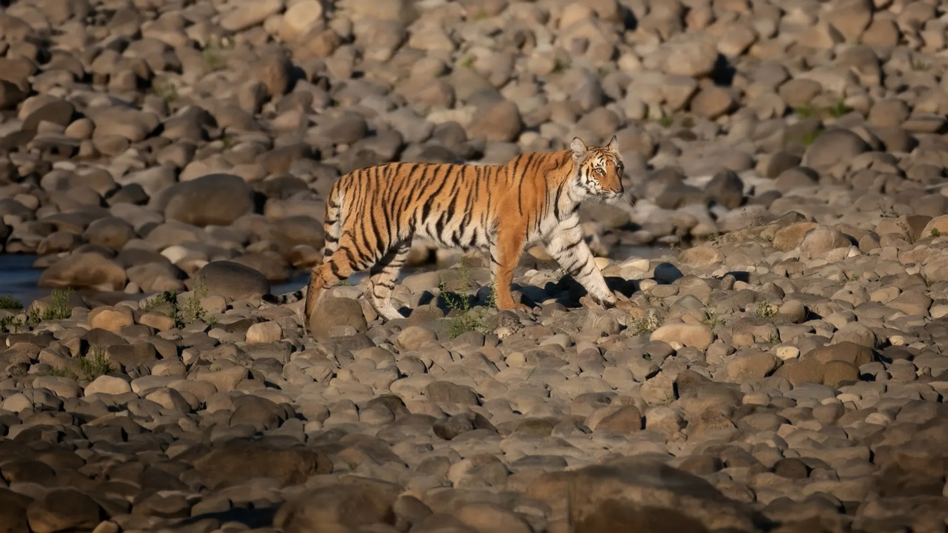 Jim Corbett safari