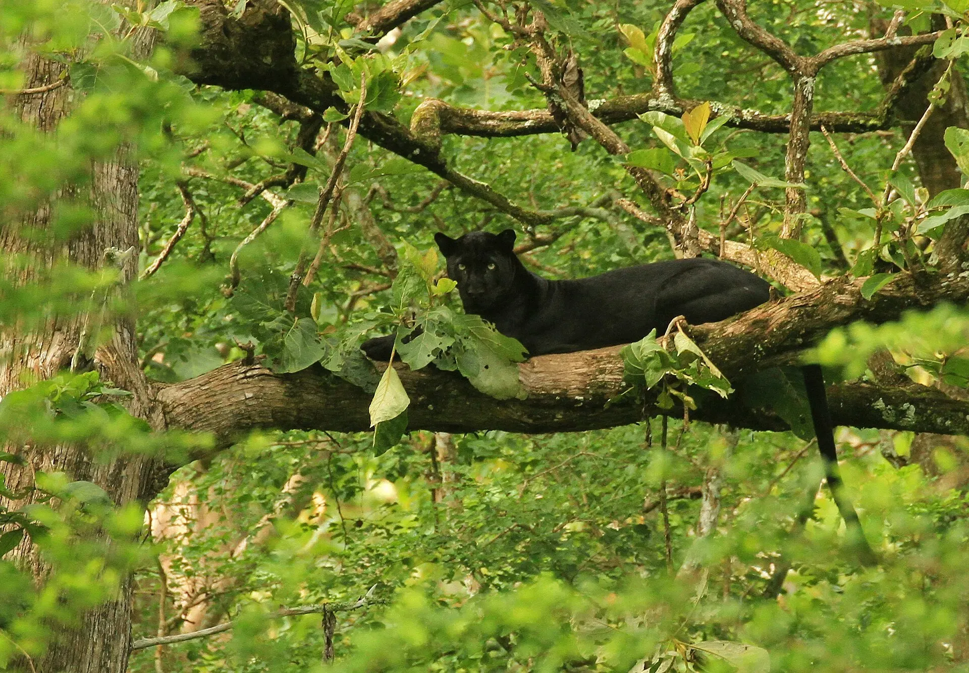 Black leopard resting along a branch near the Kabini river
