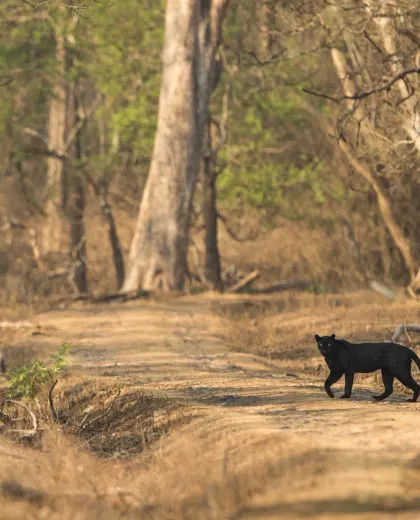 Black Panther in India: Where to See One, and What It Really Is