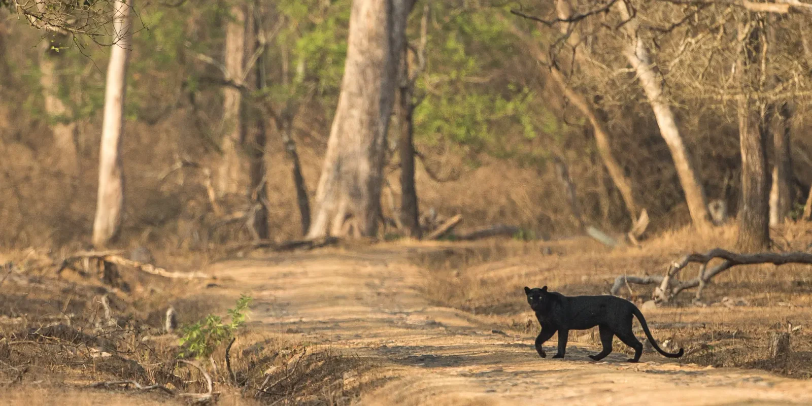 Black Panther in India: Where to See One, and What It Really Is