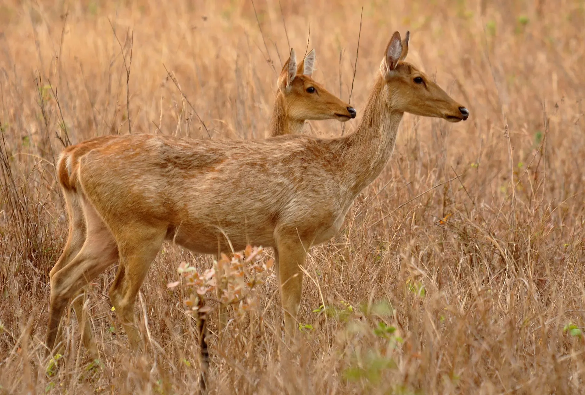 Female barasingha standing in dry grassland in Kanha National Park
