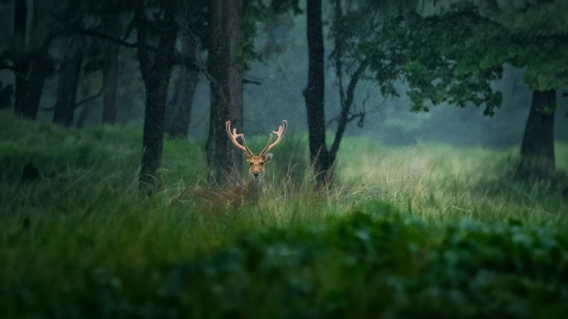 Kanha safari