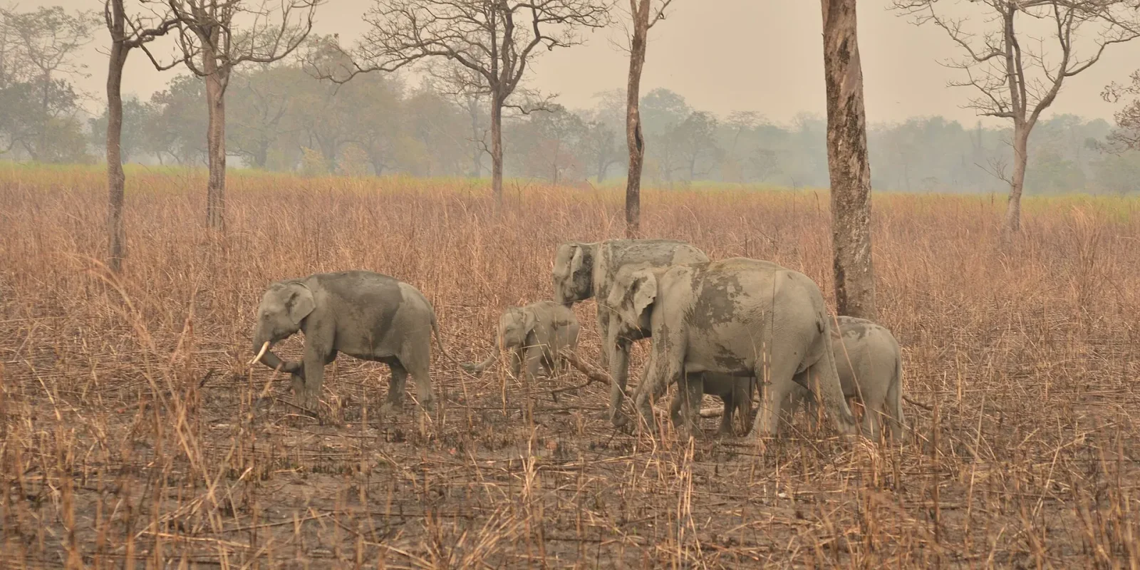 Big Five of India: Tiger, Leopard, Elephant, Rhino and Lion (and Where to See Them)