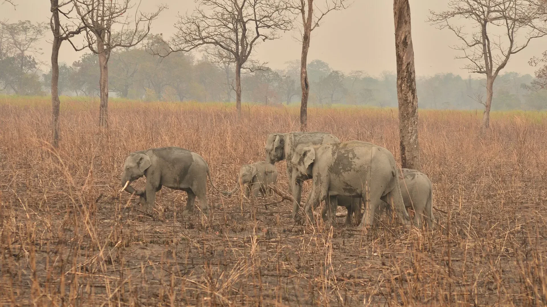 Family of wild Asian elephants crossing grassland in Kaziranga National Park