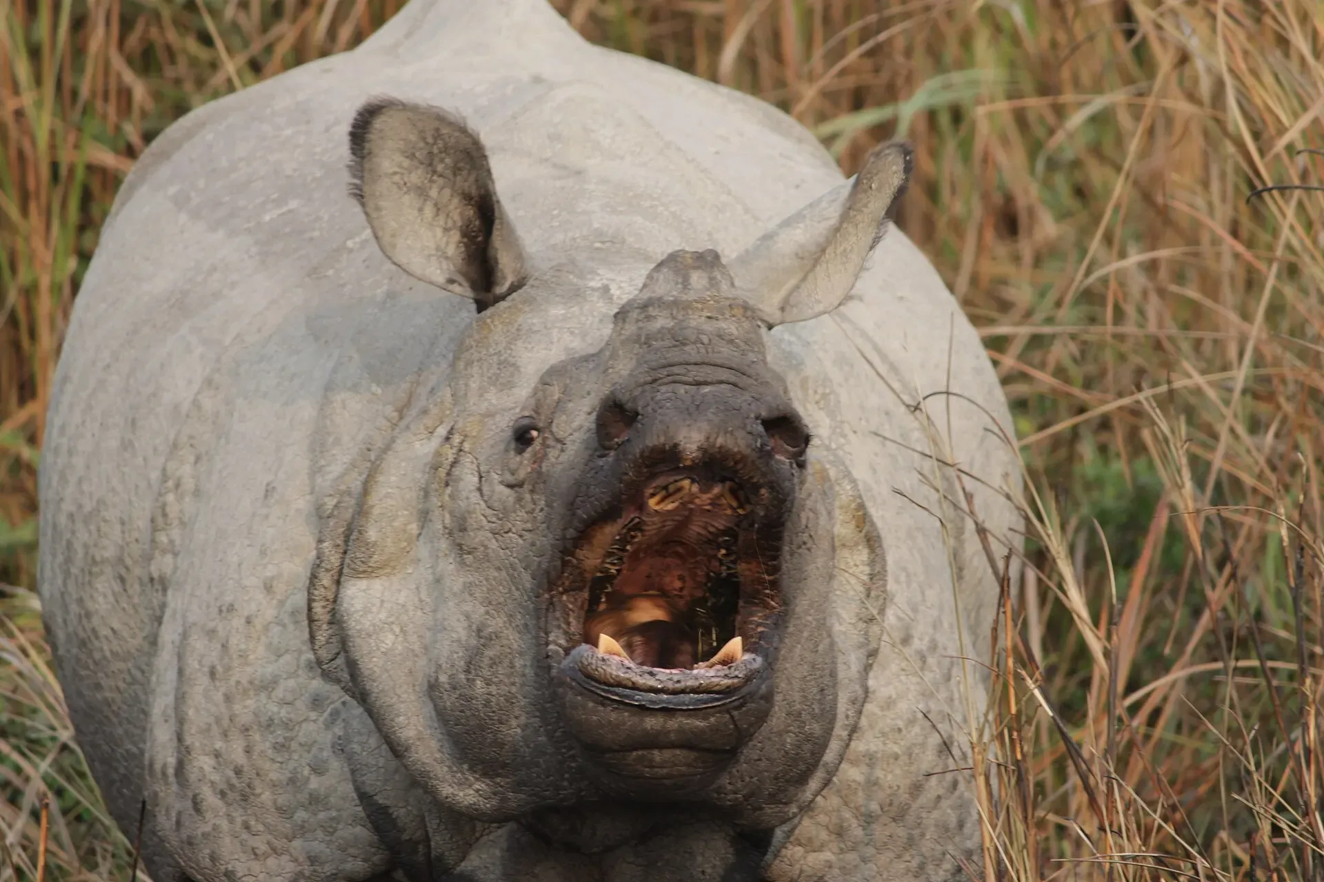 One-horned rhinoceros calling in tall grass in Kaziranga