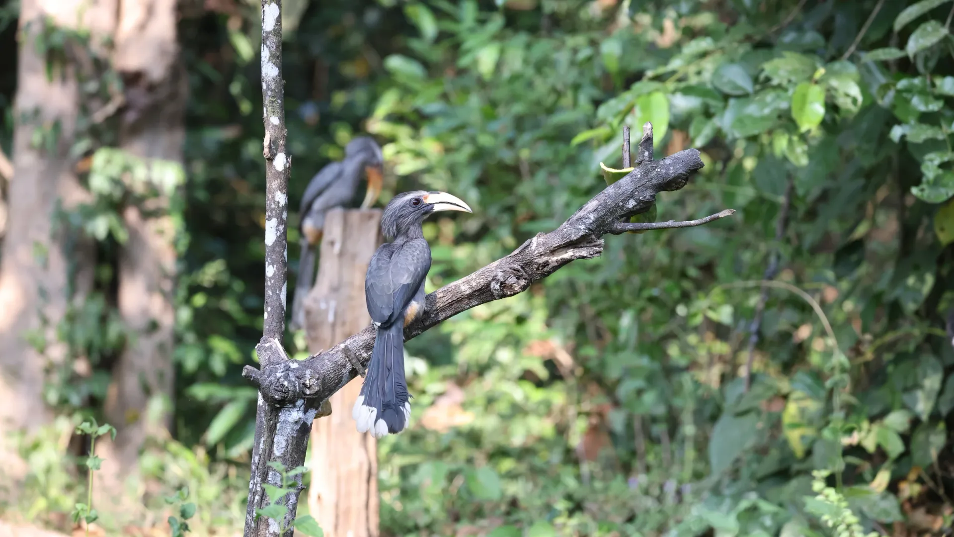 A pair of Malabar grey hornbills, a bird endemic to the Western Ghats, perched in the forest at Thattekad