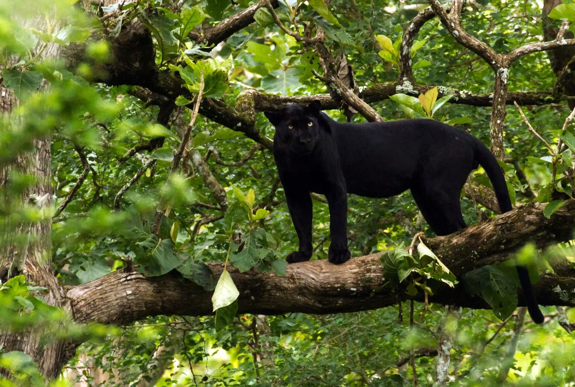 Black leopard standing on a branch in Nagarhole National Park