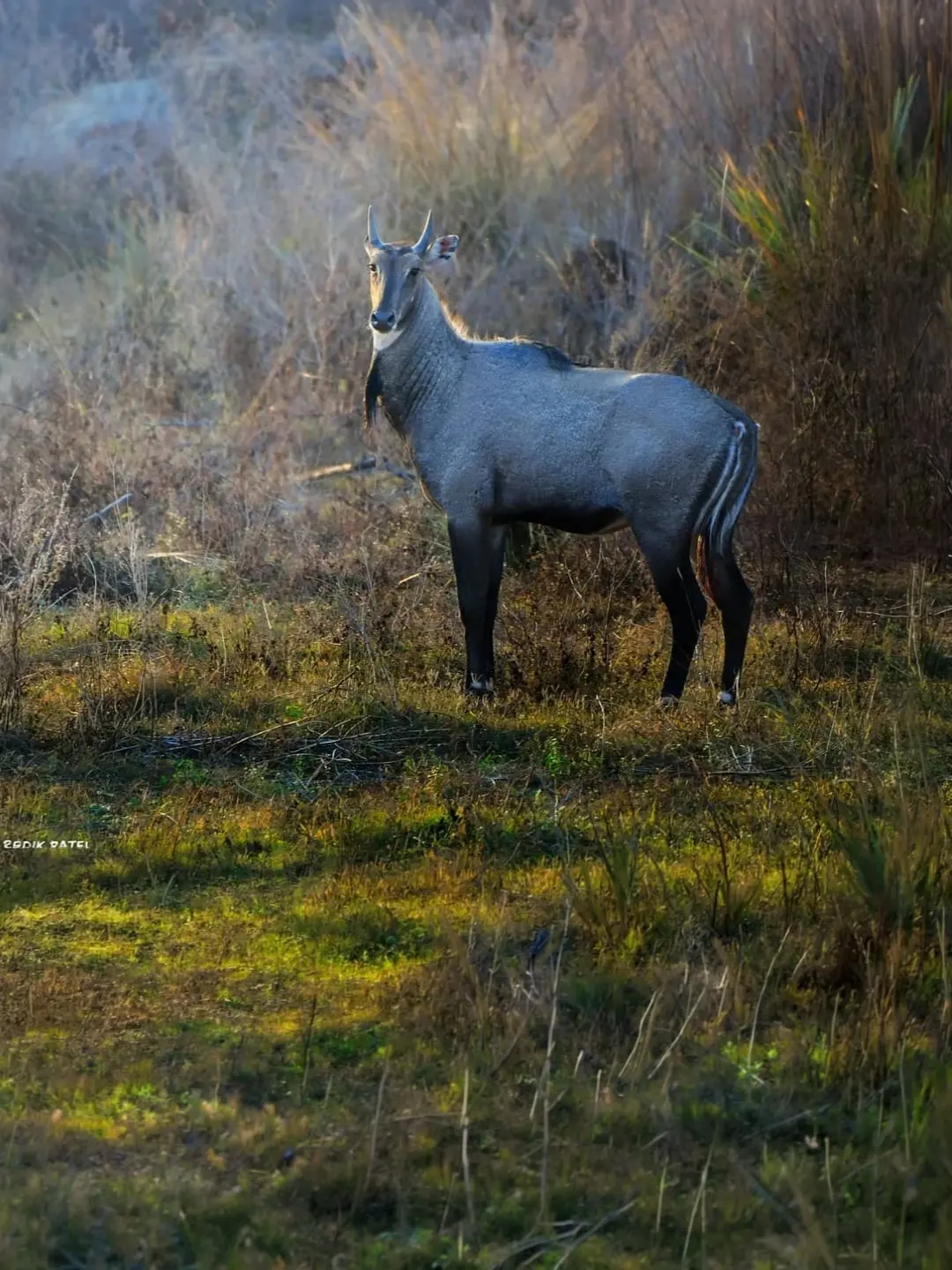 Nilgai bull standing in a forest clearing