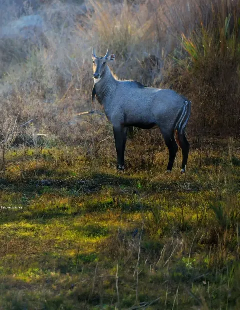 Gir Lion Safari — Grand Safari — Gujarat