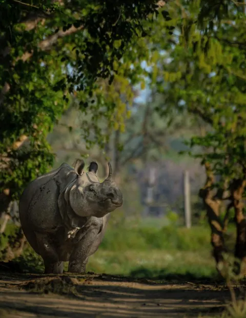 Manas Wildlife Safari — Extended Safari — Assam