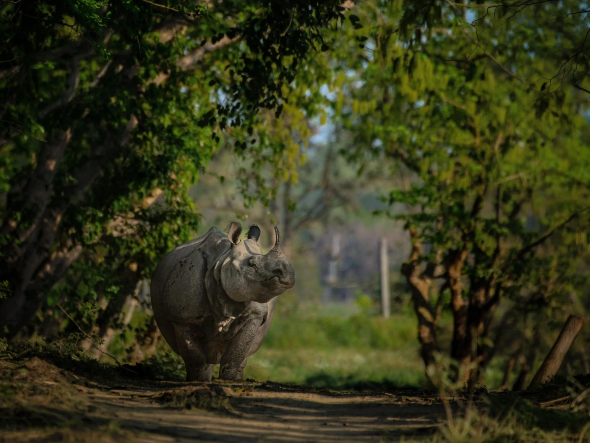 Kaziranga — Assam