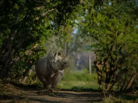 One-horned rhinoceros