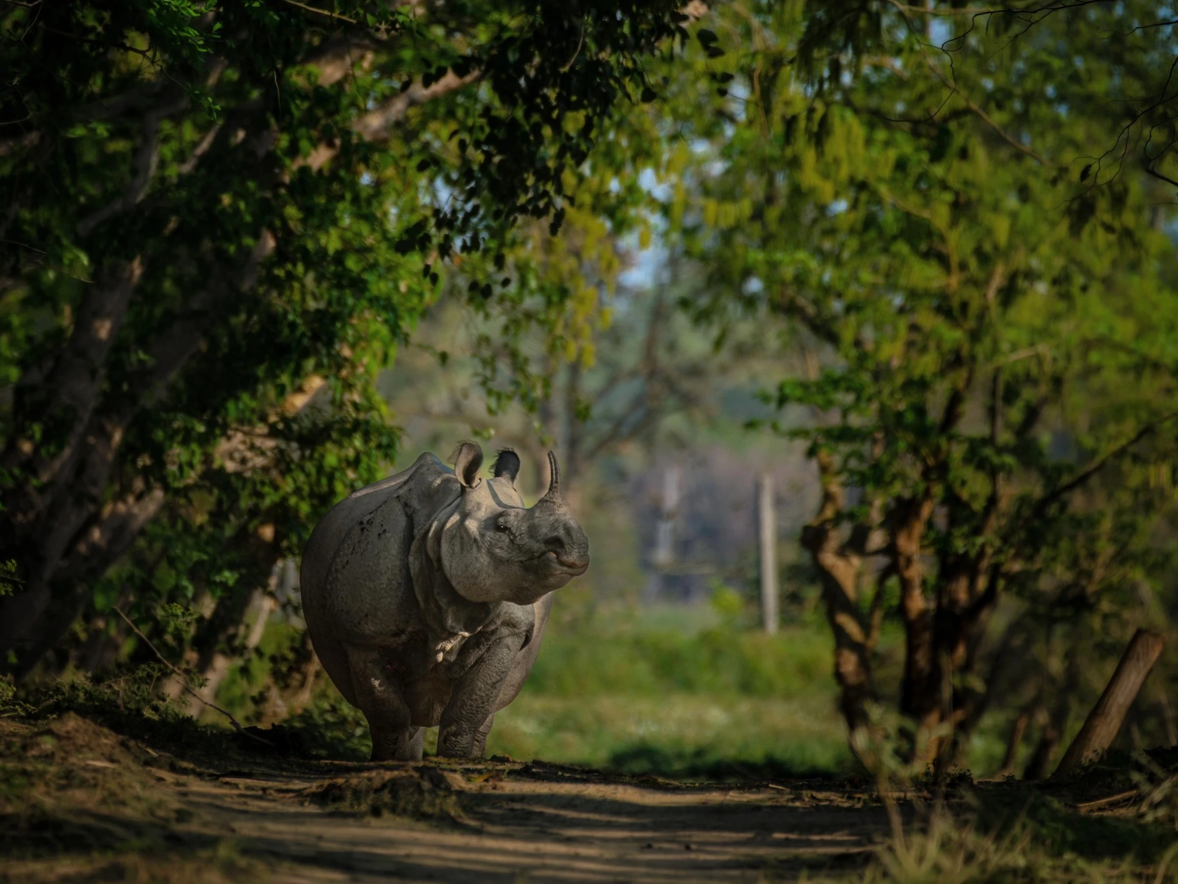 Manas Wildlife Safari — Extended Safari — Assam