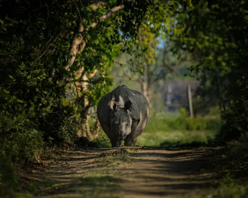 Top safaris in Kanha gallery image 3