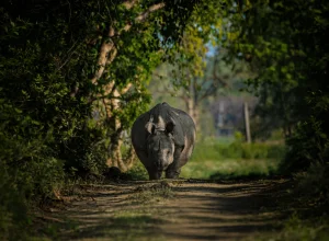 Kaziranga wildlife — 5-day itinerary