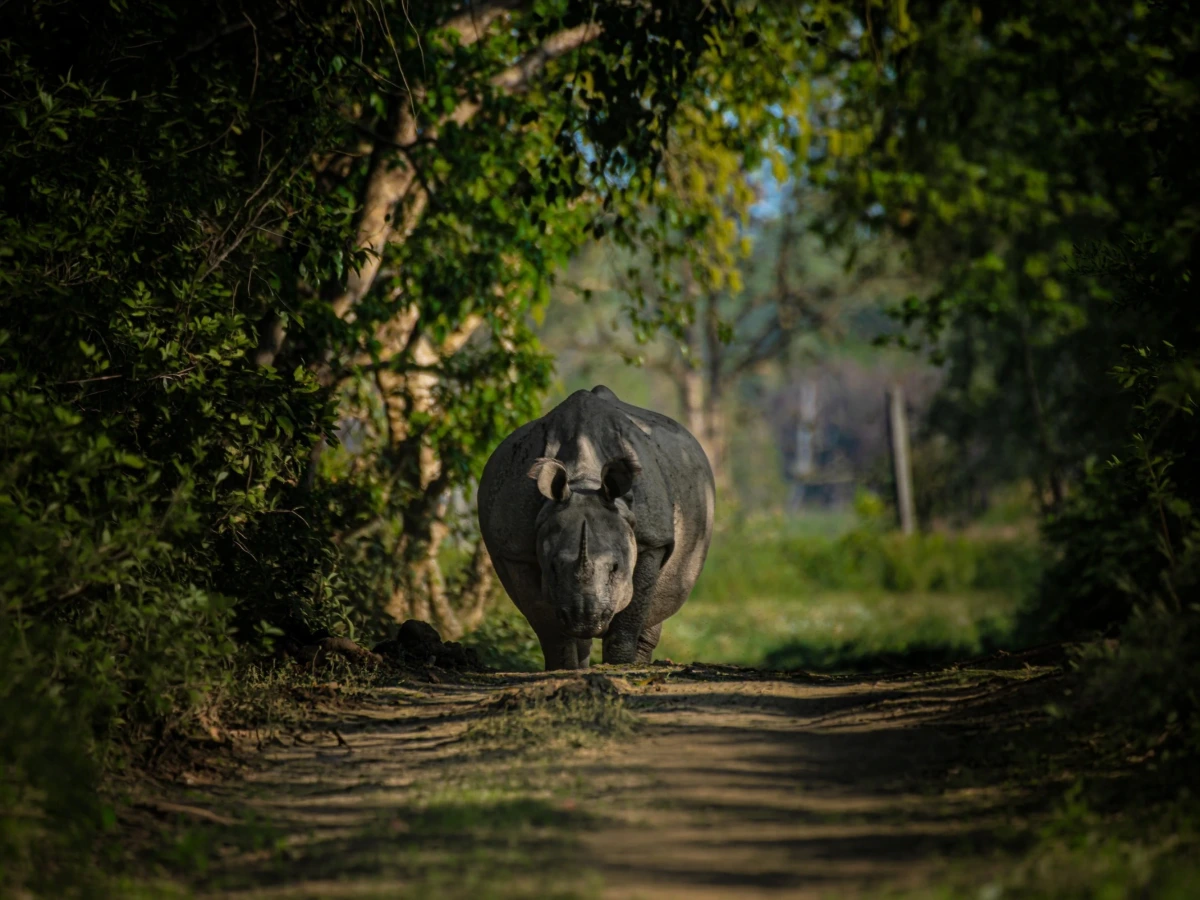 Manas — Assam