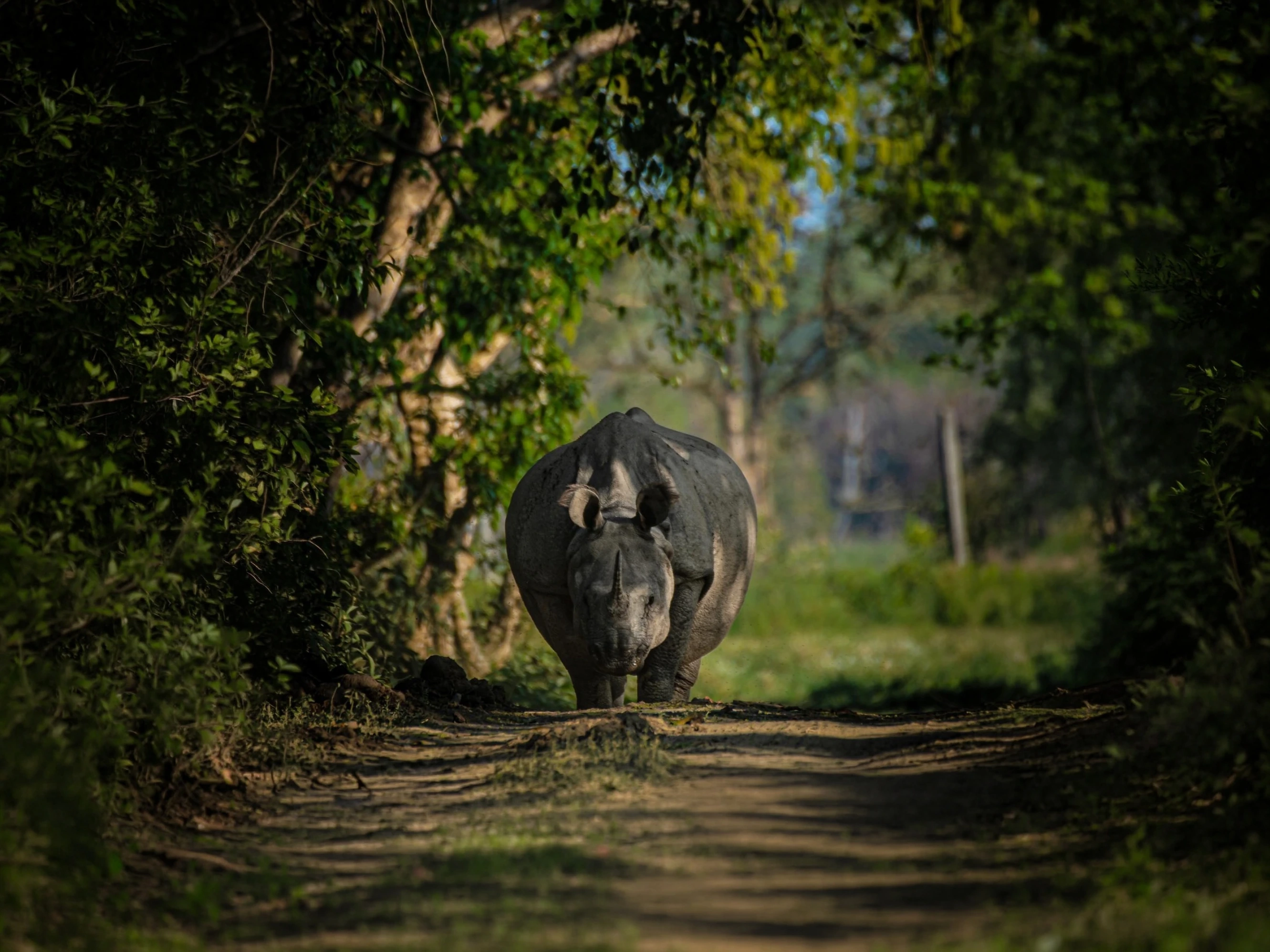 Manas Wildlife Safari — Short Break — Assam