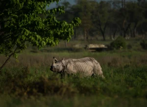 Manas wildlife — 5-day itinerary